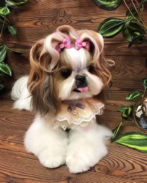 shih tzu chinese.